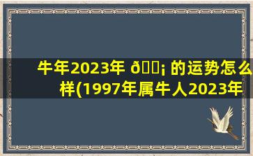牛年2023年 🐡 的运势怎么样(1997年属牛人2023年运势运程)